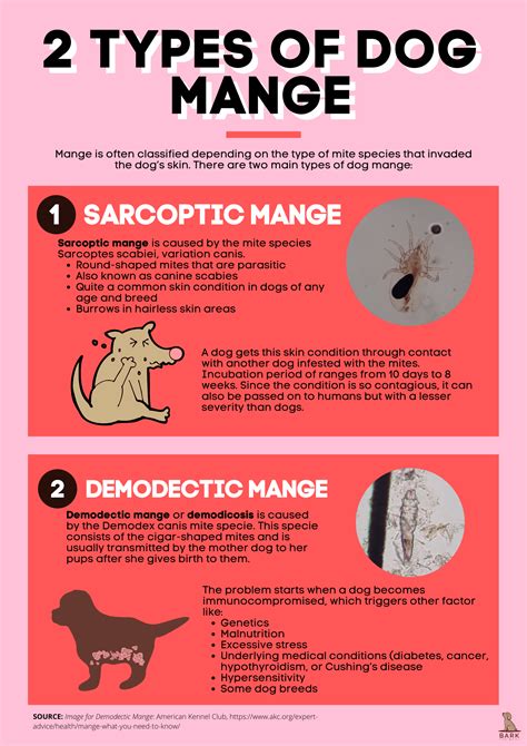 mange  dogs disease process  treatment guide bark