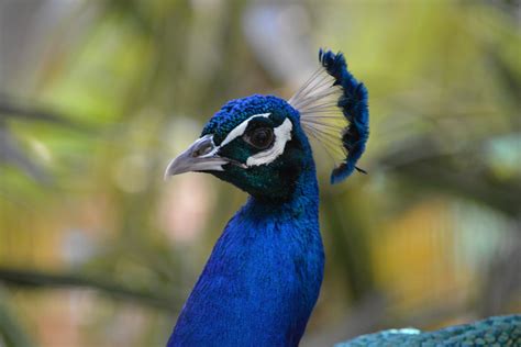 Iridescent Blue Peacock Australia