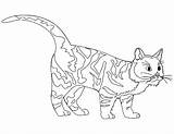 Template Cats Warrior Coloring Pages Cat Templates Brightheart Shape Library Clipart Popular Line sketch template