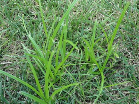 What Is Nutsedge Nutgrass Or Watergrass Turfgator
