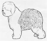 Sheepdog English Old Drawing Breed Pdf Getdrawings Ukc 2048 sketch template