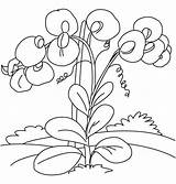 Pea Coloring Pisello Odoroso Colorare Disegni Senteur Flowers Printmania Coloriages sketch template