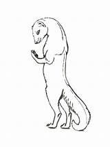 Mongoose sketch template