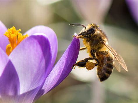 groene cirkel bijenlandschap organiseert fotowedstrijd  bijen sleutelstadnl