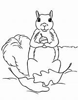 Squirrel Coloring Pages Print Squirrels Kids Printable Acorn Clipart Color Popular Library Comments Chipmunk Animalplace sketch template