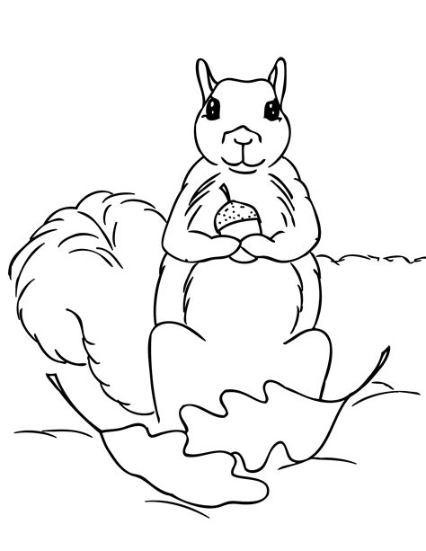 squirrel coloring page photo animal place