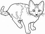 Coloring Pages Cat Animals 1781 Printable Cats Chat Coloriage Kb Learning Kids sketch template