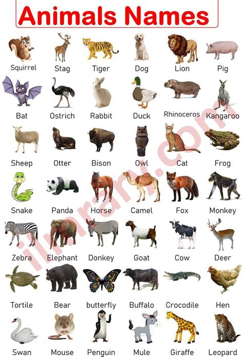 discover  fascinating world  animals  names  english