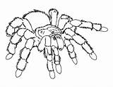Coloring Spider Pages Tarantula Printable Scary Kids Giant Color Colouring Bugs Sheet Print Sheets Drawing Bug Iron Halloween Animal Spiders sketch template
