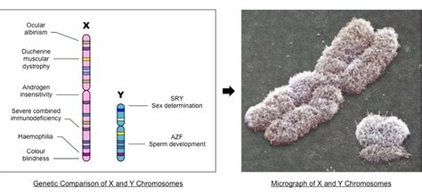 sex linked genes bioninja