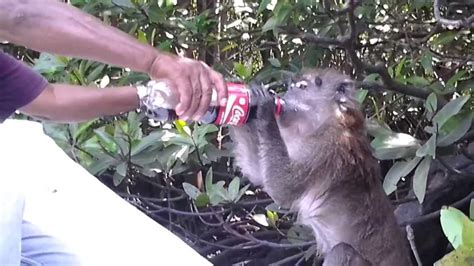 Monyet Minum Coke Youtube
