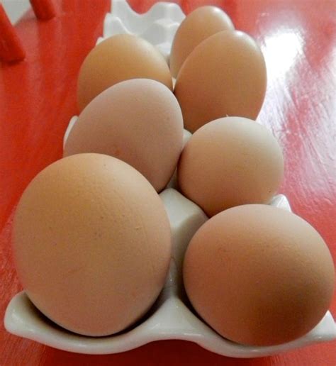 february egg bounty hencam