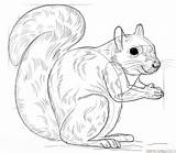 Rodent Arboreal Designlooter Squirrel sketch template