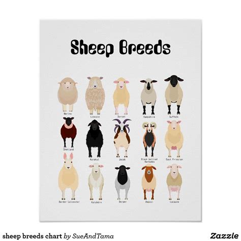 sheep breeds chart zazzlecouk sheep breeds sheep breeds