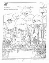 Rainforest Packet 1264 1648 sketch template