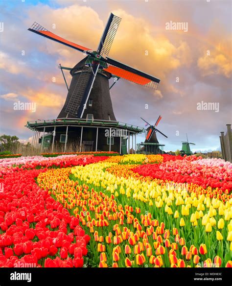 tulips dutch windmill tulips flower