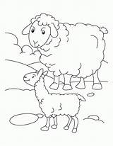 Coloring Lamb Sheep Clipart Sheets Mother Library Its sketch template
