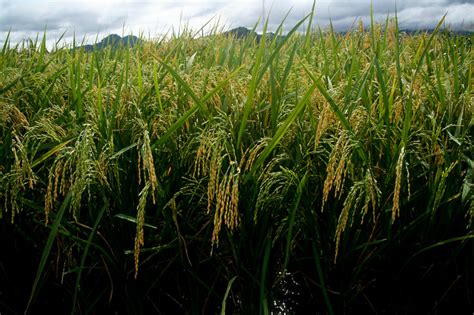 grain  golden rice  world  controversy  gmo foods health news florida