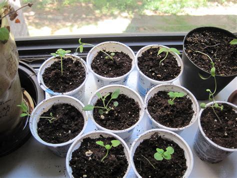parsnip love seedling update