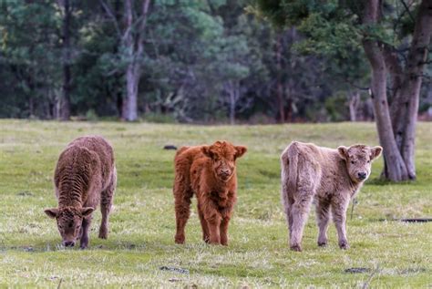 miniature cattle  breeds   critter culture