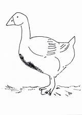 Goose Coloring Snow Pages Baby Duck Domestic Library Clipart Designlooter Canada Popular Comments 32kb 2450 Cjf 2006 sketch template