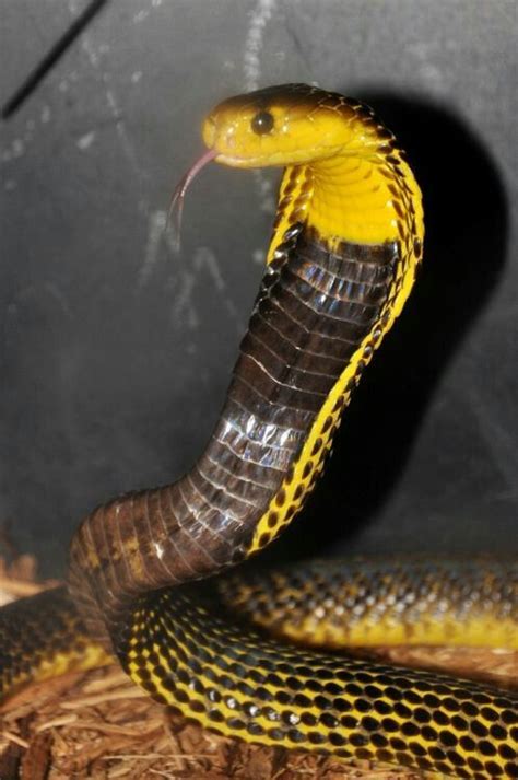 gambar ular cobra   gambar ular cobra   mengusir ular