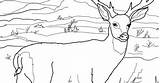 Coloring Deer Pages sketch template
