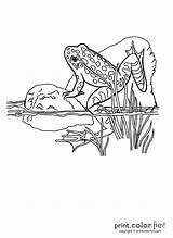 Frog Leopard Color Amphibian Pattern Cool sketch template