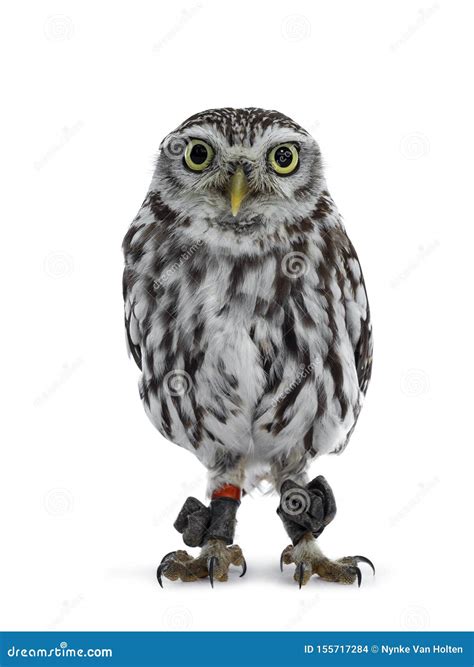 young  owl  white background stock photo image  short high