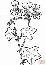 Ivy Coloring Geranium Leaf Glory Morning Pages Printable Drawing Flowers Supercoloring Categories sketch template