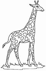 Coloring Pages Giraffes Kids Print Color Animal sketch template