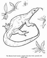 Lizard Coloring Animal Monitor Drawing Pages Drawings Color Lizards Kids Reptile Outline Printable Print Colouring Identification Cute Reptiles Animals Clipart sketch template