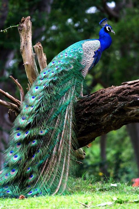 Indian Blue Peacock Bird Beautiful Birds Most Beautiful Birds