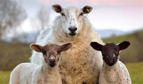 deadly brain disease   sheep  spread  humans warn