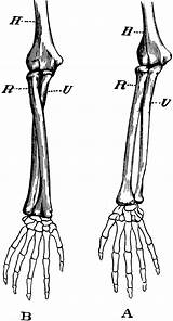 Arm Bones Supination Pronation Radius Ulna Humerus Usf sketch template