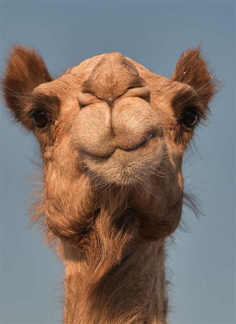camel face images asymmetric camels face  camel market souq