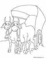 Bullock Coloring Cart Pages Bull Bulls Two Cartwheel Harnessed Template Designlooter Popular Comments sketch template
