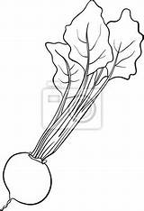Beet Kolorowanka Cartoon Vegetable Colorir Beterraba Vegetais Desenhos Burak Kreskowki Buraki Warzyw Leaves Livro Fototapeta Wymiar Izakowski Vetorial Pictograph sketch template