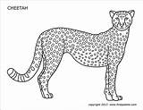 Cheetah Printable Coloring Pages Firstpalette Templates sketch template