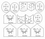 Dna Shapes Rna Trna Cutout Functioning Molecule Fully Real Set Preview sketch template