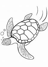 Tartarughe Tartaruga Pianetabambini Stampare Disegnare Animali Semplici Turtle Mosaico sketch template