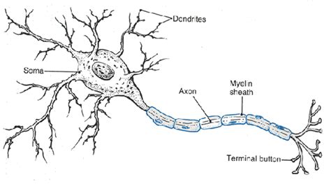 nerve cell coloring pages