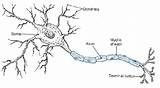 Neuron Cell Neurons Nerve System Anatomy Nervous Diagram Dendrites Brain Simple First Works Explanation Psychology Neural Graders Grow Fractal Dendrite sketch template