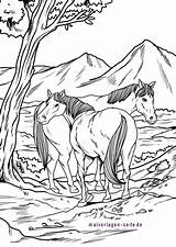 Wildpferde Malvorlage Pferde Pferdehof Ausmalen Hindernis Springen Reiten sketch template