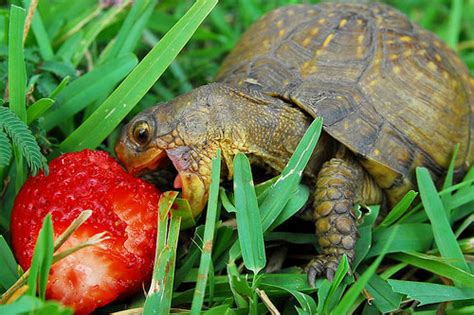 cute turtles blog