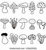 Reino Monera Fungi Ballesteros Ruiz Uab 2274 Panos N1 V36 sketch template