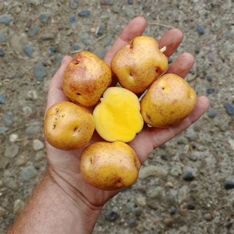 potato nemah cultivariable