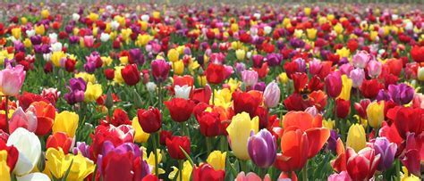 National Tulip Day is on May 13   GINORMAsource Holidays