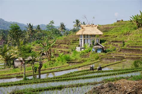 rural village life   rice terraces  bali