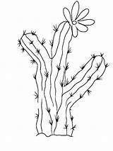Cactus Coloring Pages Flower Saguaro Printable Color Kids Recommended Getdrawings sketch template